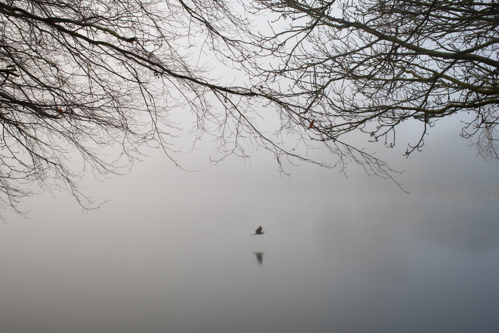 Etang du Vignoble, Décembre 2024